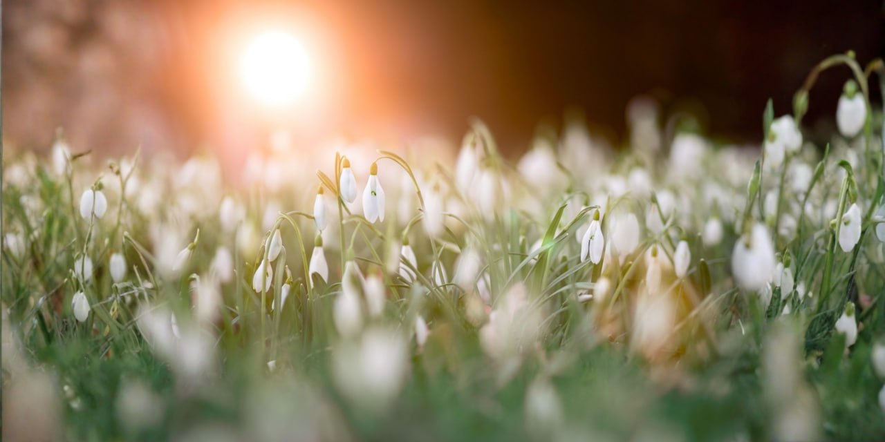 Imbolc e la Festa della Luce